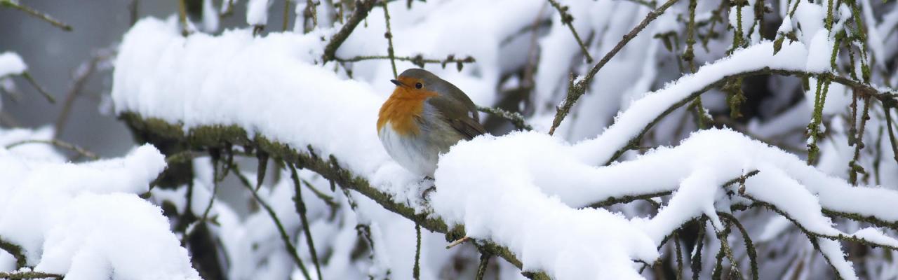 Derde Kerstdag in De Waterwinbossen