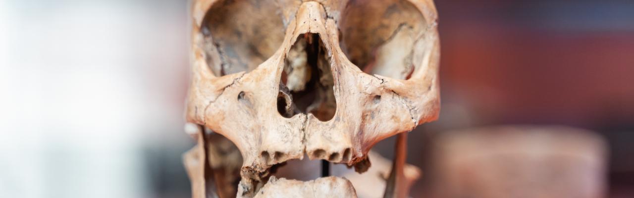 Nationale Archeologiedagen