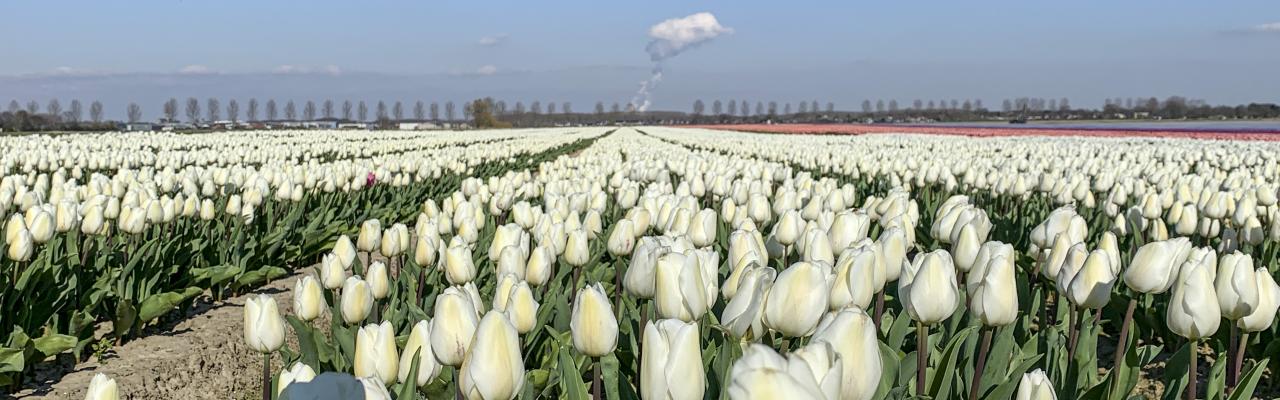 Fietsen langs Tulpen- en Pioenrozen