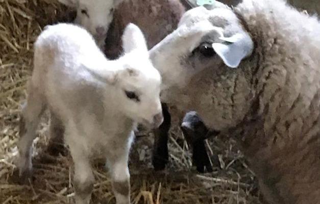Schaapscheerdersfeest Kinderboerderij Clinge 8 juni