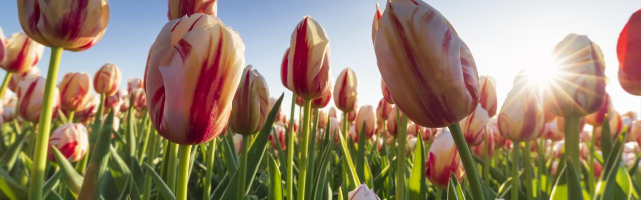 Fietsen langs de bloemenvelden