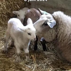 evenementen/1717150661_schaapscheren-deleest-002-