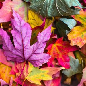 fotoalbum/herfstbladeren