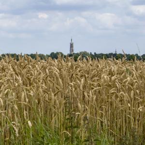 fotoalbum/hulst-basiliek-beeldbankhulst-4057-