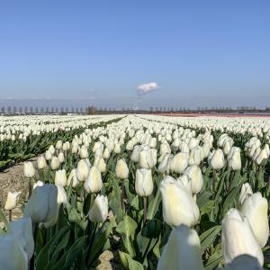 fotoalbum/hulst-polder-tulpen-beeldbank-inulst-6632-1-