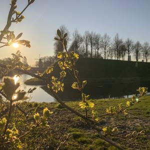 fotoalbum/hulst-stadswallen-voorjaar-beeldbank-inulst-6759-1-