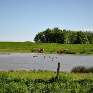fotoalbum/ossenisse-natuur-dsc-0656-2- fotoalbum/ossenisse-natuur-dsc-0656-2-
