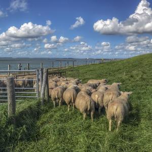 fotoalbum/ossenisse-schapen-op-westerscheldedijk-beeldbank-hulst-2623-