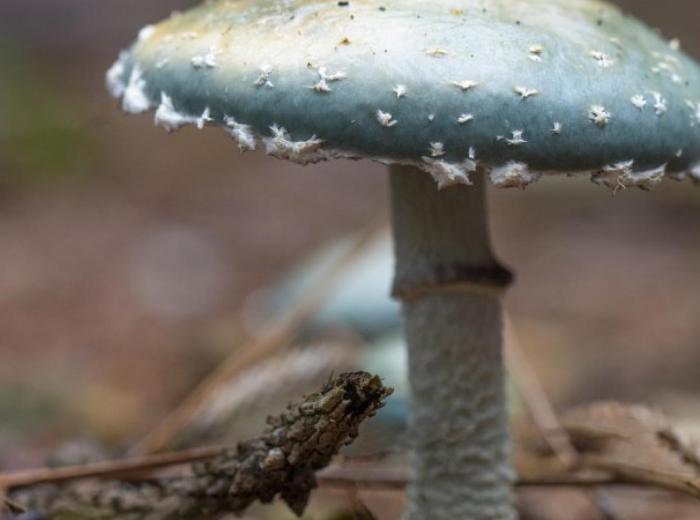 Paddenstoelen zoeken in de Waterwinbossen