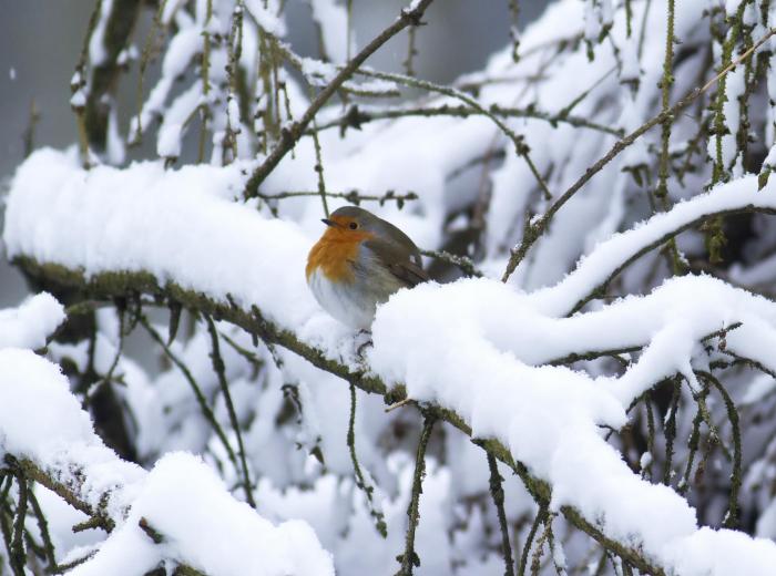 Derde Kerstdag in De Waterwinbossen