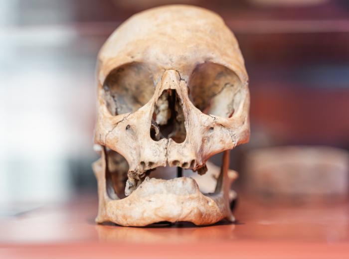 Nationale Archeologiedagen