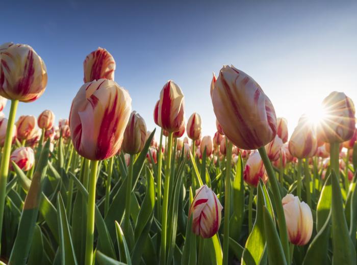 Fietsen langs de bloemenvelden