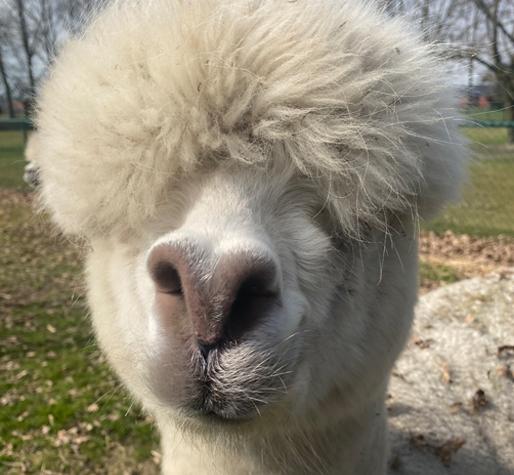 Alpacaboerderij de Schommeling